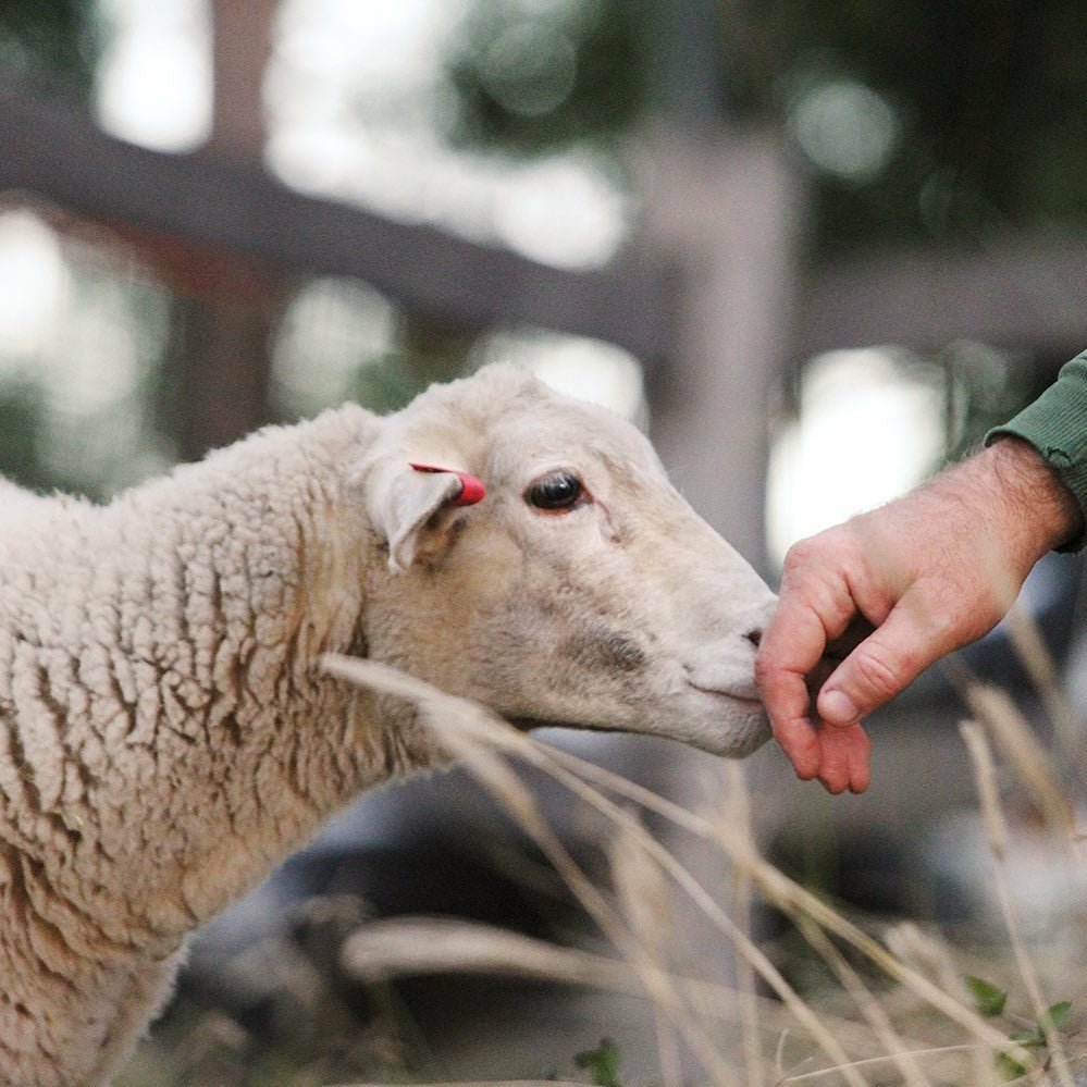 Our Partnership with Farm Animal Rescue (FAR)